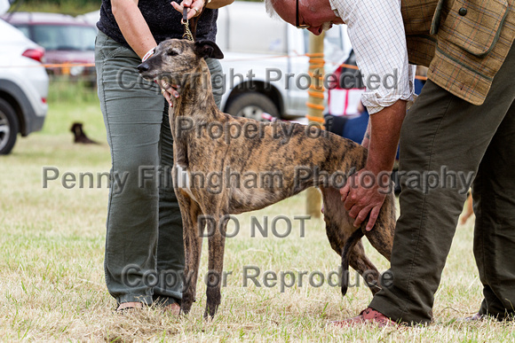 Grove_and_Rufford_Terrier_and_Lurcher_Show_16th_July_2016_116