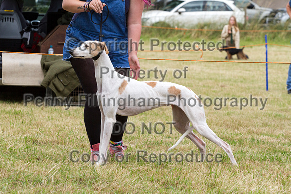 Grove_and_Rufford_Terrier_and_Lurcher_Show_16th_July_2016_155