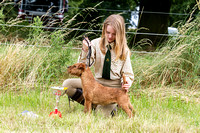 Grove_and_Rufford_Terrier_and_Lurcher_Show_16th_July_2016_004