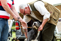 Grove_and_Rufford_Terrier_and_Lurcher_Show_16th_July_2016_018