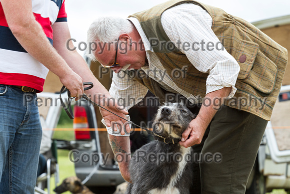 Grove_and_Rufford_Terrier_and_Lurcher_Show_16th_July_2016_018