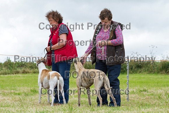 Grove_and_Rufford_Terrier_and_Lurcher_Show_16th_July_2016_055