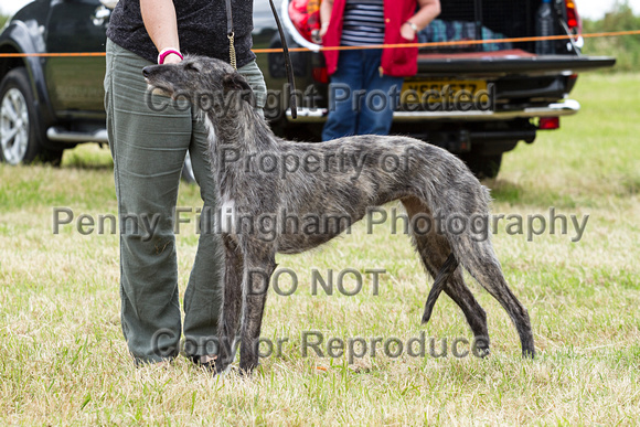Grove_and_Rufford_Terrier_and_Lurcher_Show_16th_July_2016_167