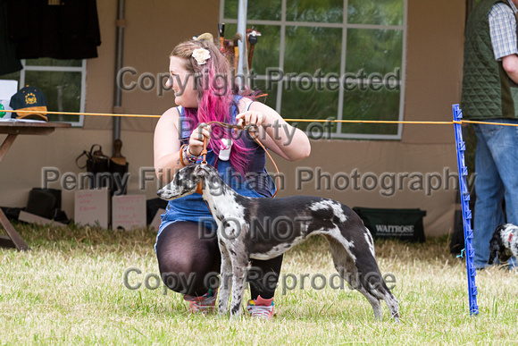 Grove_and_Rufford_Terrier_and_Lurcher_Show_16th_July_2016_037