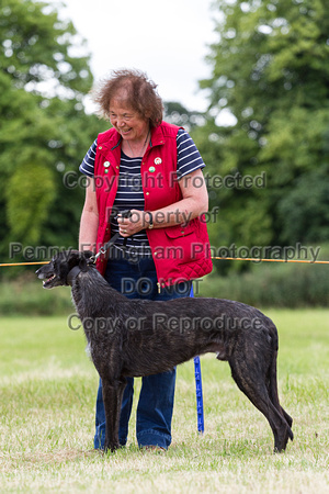 Grove_and_Rufford_Terrier_and_Lurcher_Show_16th_July_2016_060