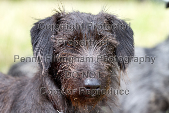 Grove_and_Rufford_Terrier_and_Lurcher_Show_16th_July_2016_122