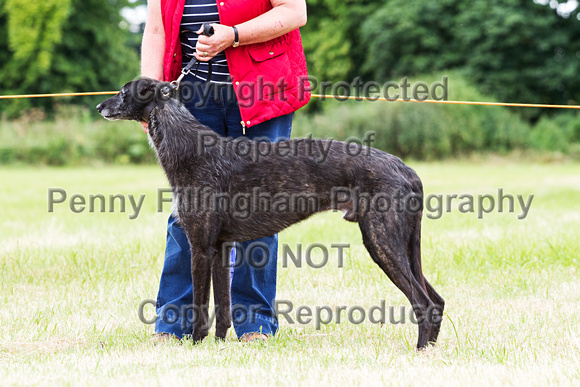 Grove_and_Rufford_Terrier_and_Lurcher_Show_16th_July_2016_059