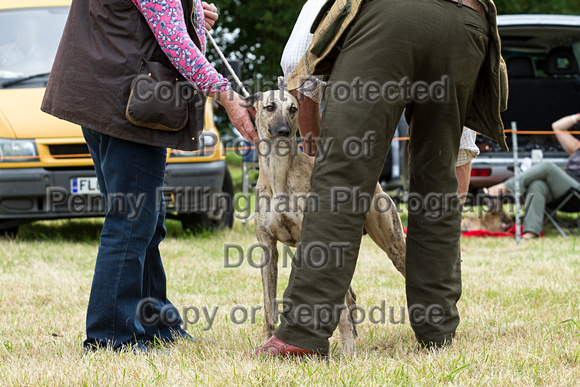 Grove_and_Rufford_Terrier_and_Lurcher_Show_16th_July_2016_048
