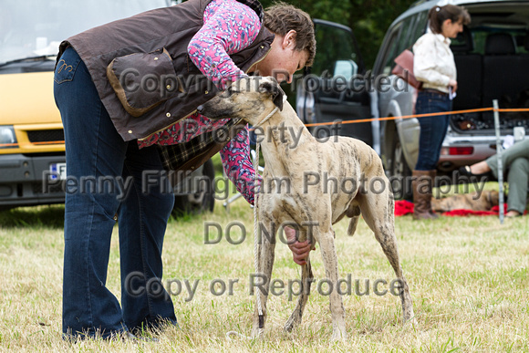 Grove_and_Rufford_Terrier_and_Lurcher_Show_16th_July_2016_052