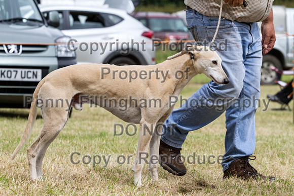 Grove_and_Rufford_Terrier_and_Lurcher_Show_16th_July_2016_123
