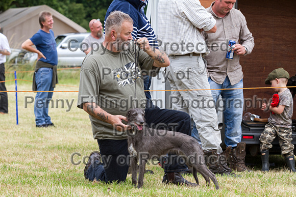 Grove_and_Rufford_Terrier_and_Lurcher_Show_16th_July_2016_146