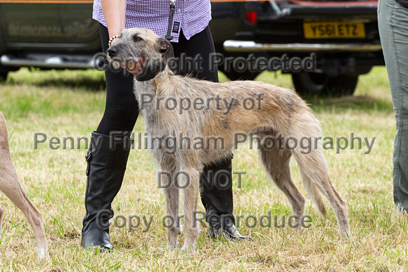 Grove_and_Rufford_Terrier_and_Lurcher_Show_16th_July_2016_163