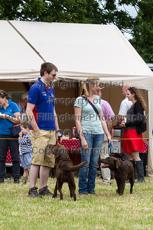 Grove_and_Rufford_Terrier_and_Lurcher_Show_16th_July_2016_039