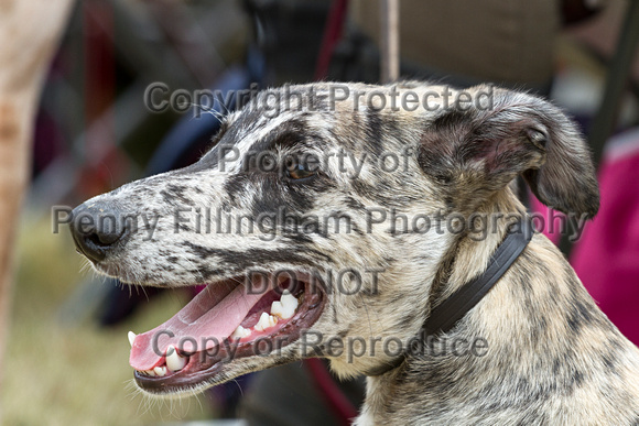 Grove_and_Rufford_Terrier_and_Lurcher_Show_16th_July_2016_082