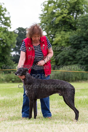 Grove_and_Rufford_Terrier_and_Lurcher_Show_16th_July_2016_058