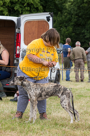 Grove_and_Rufford_Terrier_and_Lurcher_Show_16th_July_2016_135