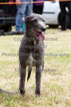 Grove_and_Rufford_Terrier_and_Lurcher_Show_16th_July_2016_077