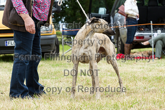 Grove_and_Rufford_Terrier_and_Lurcher_Show_16th_July_2016_053