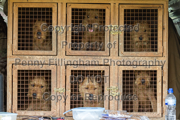 Grove_and_Rufford_Terrier_and_Lurcher_Show_16th_July_2016_101