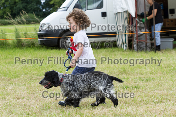 Grove_and_Rufford_Terrier_and_Lurcher_Show_16th_July_2016_207