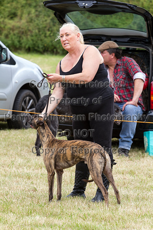 Grove_and_Rufford_Terrier_and_Lurcher_Show_16th_July_2016_157