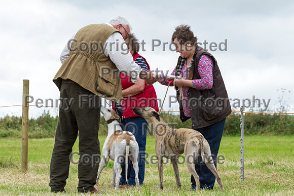 Grove_and_Rufford_Terrier_and_Lurcher_Show_16th_July_2016_057