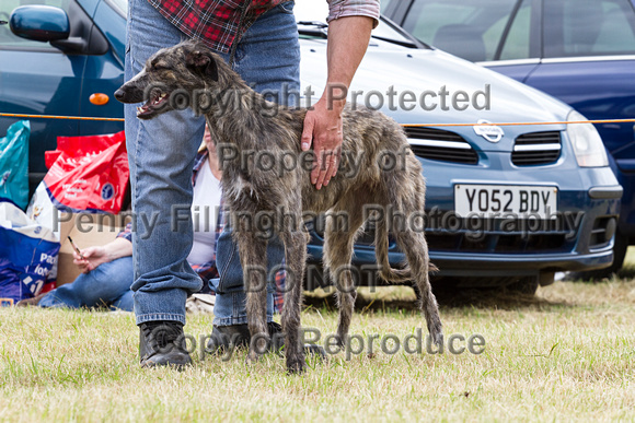 Grove_and_Rufford_Terrier_and_Lurcher_Show_16th_July_2016_022