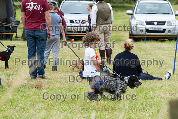 Grove_and_Rufford_Terrier_and_Lurcher_Show_16th_July_2016_043