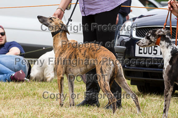 Grove_and_Rufford_Terrier_and_Lurcher_Show_16th_July_2016_086