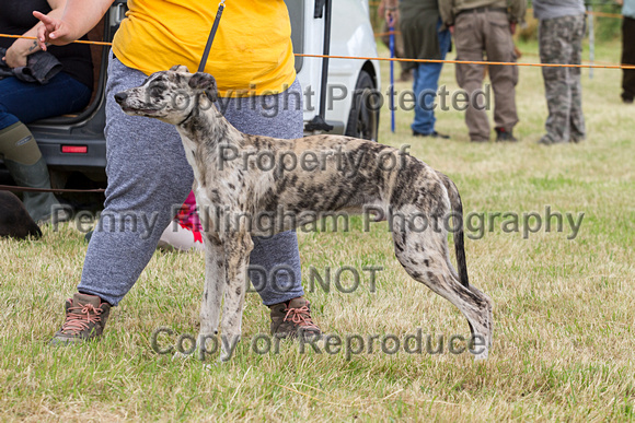 Grove_and_Rufford_Terrier_and_Lurcher_Show_16th_July_2016_137