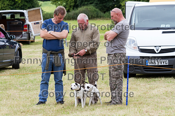 Grove_and_Rufford_Terrier_and_Lurcher_Show_16th_July_2016_104