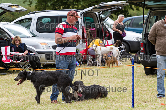 Grove_and_Rufford_Terrier_and_Lurcher_Show_16th_July_2016_103