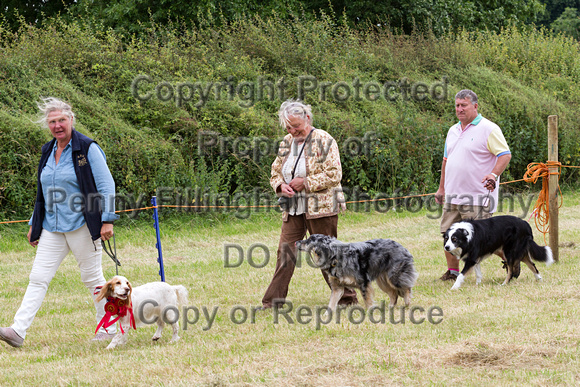 Grove_and_Rufford_Terrier_and_Lurcher_Show_16th_July_2016_216