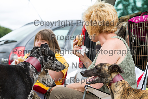 Grove_and_Rufford_Terrier_and_Lurcher_Show_16th_July_2016_085
