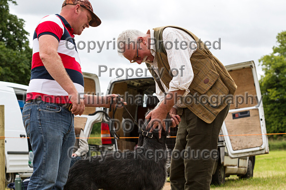 Grove_and_Rufford_Terrier_and_Lurcher_Show_16th_July_2016_017