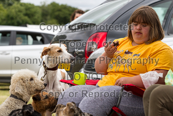 Grove_and_Rufford_Terrier_and_Lurcher_Show_16th_July_2016_088