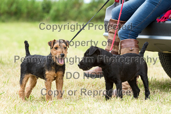 Grove_and_Rufford_Terrier_and_Lurcher_Show_16th_July_2016_047