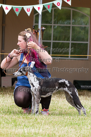 Grove_and_Rufford_Terrier_and_Lurcher_Show_16th_July_2016_036