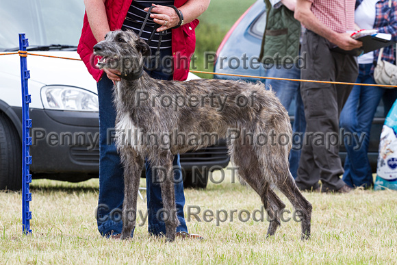 Grove_and_Rufford_Terrier_and_Lurcher_Show_16th_July_2016_014