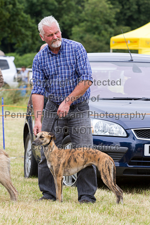 Grove_and_Rufford_Terrier_and_Lurcher_Show_16th_July_2016_159