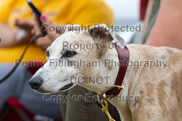Grove_and_Rufford_Terrier_and_Lurcher_Show_16th_July_2016_090