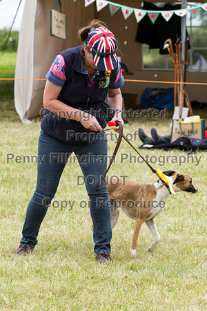 Grove_and_Rufford_Terrier_and_Lurcher_Show_16th_July_2016_201