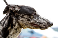 Grove and Rufford, Terrier and Lurcher Show (16th July 2016)