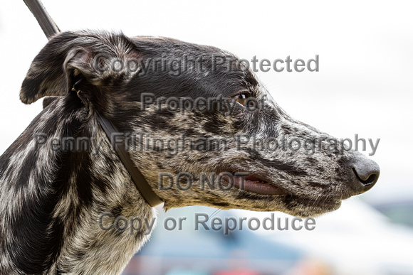 Grove_and_Rufford_Terrier_and_Lurcher_Show_16th_July_2016_071