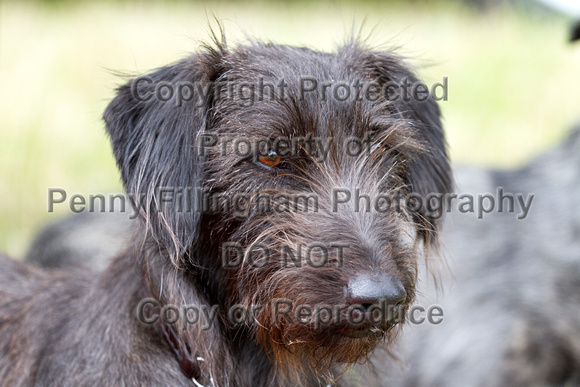Grove_and_Rufford_Terrier_and_Lurcher_Show_16th_July_2016_121
