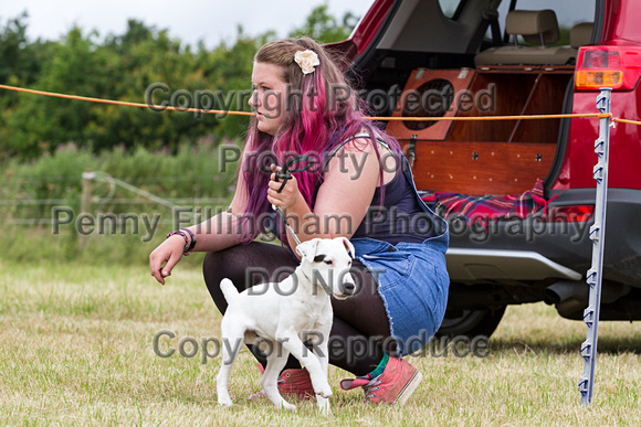 Grove_and_Rufford_Terrier_and_Lurcher_Show_16th_July_2016_009