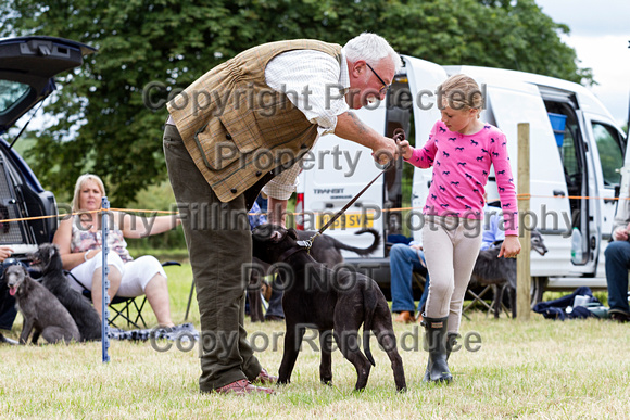 Grove_and_Rufford_Terrier_and_Lurcher_Show_16th_July_2016_072