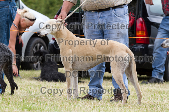 Grove_and_Rufford_Terrier_and_Lurcher_Show_16th_July_2016_120