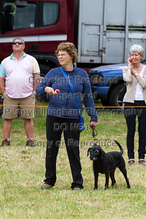 Grove_and_Rufford_Terrier_and_Lurcher_Show_16th_July_2016_186