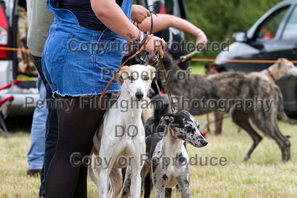 Grove_and_Rufford_Terrier_and_Lurcher_Show_16th_July_2016_110